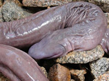     Atretochoana eiselti.     " ",   ,        ,   ,       
