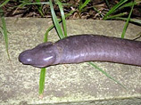     .  ,    .  ,  Atretochoana eiselti   .   ,  " "    