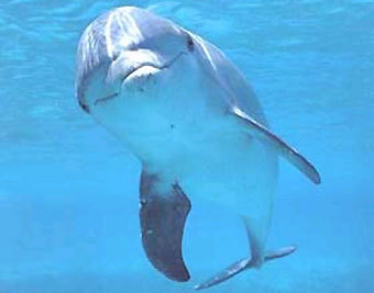 ���� � ����� www.ipc.ne.jp