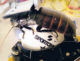 ���� � ����� nytimes.com