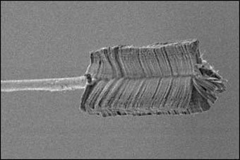 ���������, ���� � ����� BBC