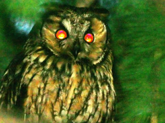 ����-�������, ���� ������� ������