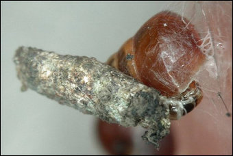 Hyposcoma molluscivora, ���� � ����� Nature.com