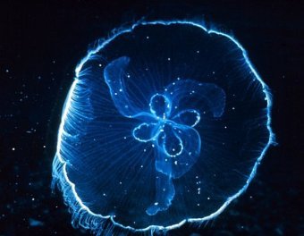 Aurelia aurita, ���� � ����� cordula.ws