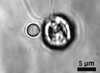 ��������� � ������, ���� � ����� sciencenews.org