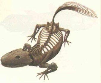 ������ Ichthyostega, ���� � ����� unesp.br