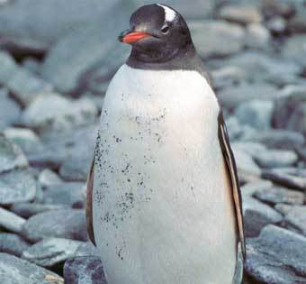 ���� � �����: http://air-and-space.com