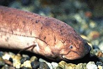 ������������� ����, ���� � ����� buganda.com