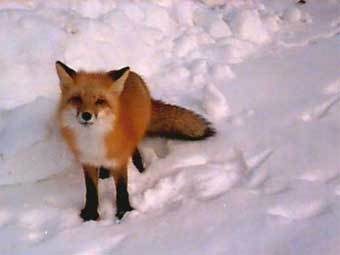 ����� ����. ���� � ����� ferenzi.com