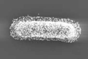 ��������, �������� �������� �������������, ���� � ����� Nature