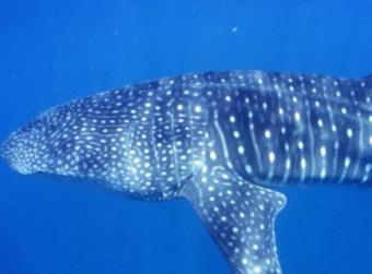 ������� �����, ���������� � ����� New Scientist