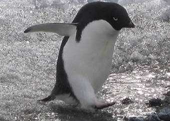 ������� �����, ���� � ����� www.mfat.govt.nz