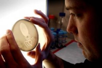 ���������� �������� E.coli �� "�������" �� �������� E.coli