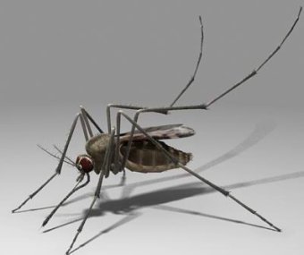 �����, ���� � ����� turbosquid.ocm