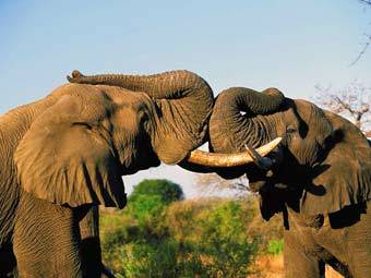 ����������� �����, ���� � ����� sacrs.org.za