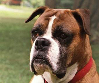 ������ ����, ���� � ����� nih.gov