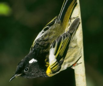 ����, ���� � ����� sanctuary.org.nz