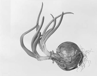 ����������� � ����� blaxill.com