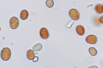 "�����������" ��� �����������, ���� � ����� world-science.net