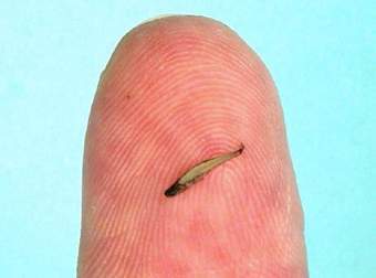 ���� Paedocypris, ���� � ����� BBC