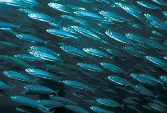 ����������� � ����� nnm.ac.uk