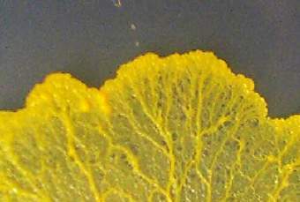 ������� Physarum Polycephalum, ���� � ����� eprints.ecs.soton.ac.uk
