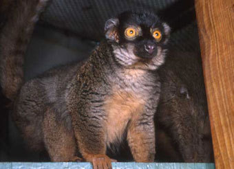 ����� �����. ���� � ����� www.primatecenter.duke.edu