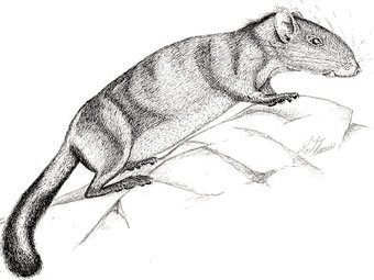 Laonastes aenigmamus. ����������� � ����� wikipedia.org 