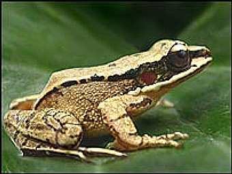 Amolops tormotus, ���� � ����� BBC