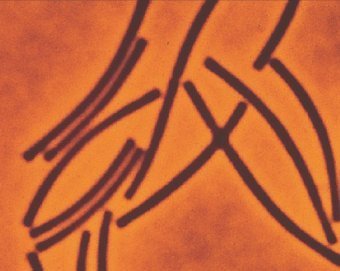 ����������� ��������������, ���� � ����� bc.cc.ca.us