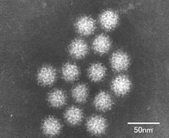 ���������, ���� � ����� www.pref.ehime.jp