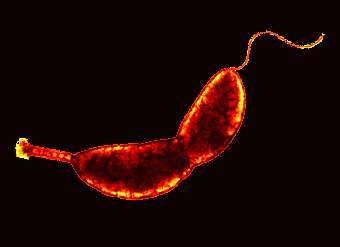 Caulobacter crescentis, ���� � ����� biology.kenyon.edu