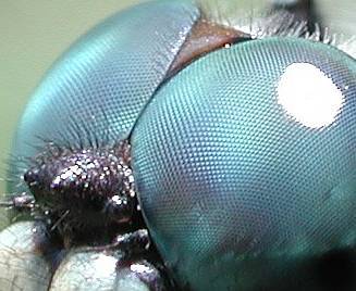 ����� ��������, ���� � ����� wikipedia.org