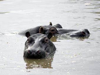 �����������, ���� � ����� fond-ecran.org 