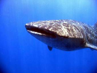 ������� �����, ���� � ����� aboututila.com