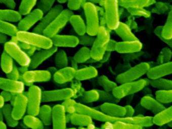 Escherichia Coli, ���� � ����� res2.agr.ca