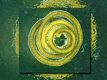 Illacme plenipes. ���� � ����� www.emporia.edu