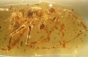 Mesozygiella dunlopi � ������, ���� � ����� BBC