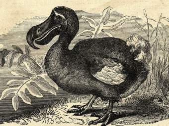 ����, ������� � ����� davidreilly.com