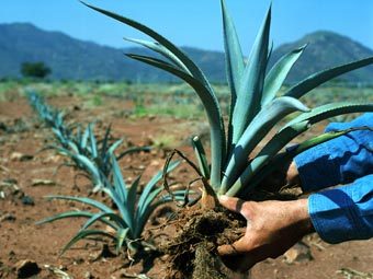 �����. ���� ����� ������ � ����� unesco.org