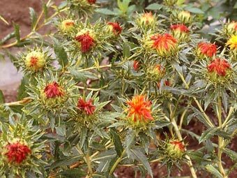 ������ ����������. ����������� � ����� Ernst-Moritz-Arndt-Universität