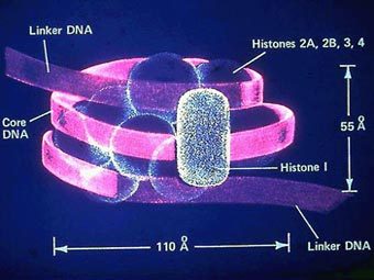 ����������. ����������� � ����� ������ ������������ �������� � ������������ �������� ������������� �����������.