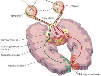 ���� ���������� ���������� �� ���� � ����. ����� � ����� Rice University