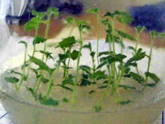 ���� Minsk.kp.ru