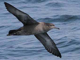 ����� �����������. ����������� � ����� Mangoverde.com