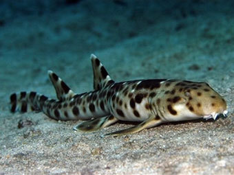 ��������� �����. ���� Conservation International.