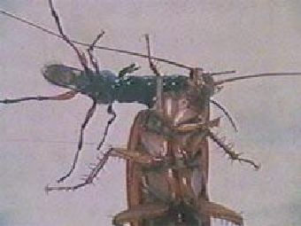 ��� ����� �������� � ������. ���� ������� ������������. 