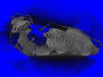 ���������� ��������� ������� "������". ����������� �� ������� National Geographic. 