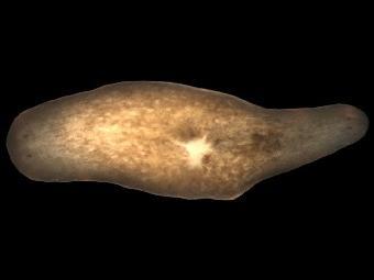 ���������� ���� Smed-����-�������-1 � �������� � ���������� ������� �������� � ����, ��� ������ ������ ��� ���������� ������ ������ (������). ���� � ����� wi.mit.edu. 