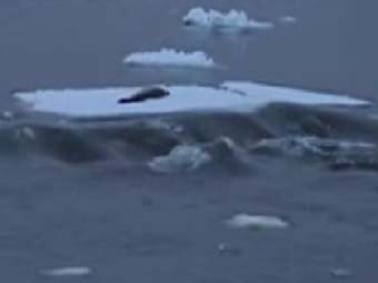 ��� ������� ��������� �����, ������� ����� ������ �� ������. ���� �� ����������� ������� ������������. 